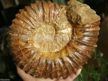 

ddh001040 Large Ammonite Fossil Shell Specimen Healing Madagascar