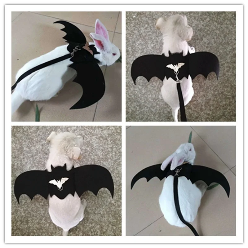 leash rat