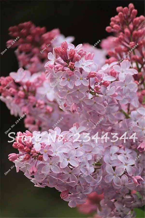 Buy 100 Pcs Japanese Lilac Seeds Free Shipping