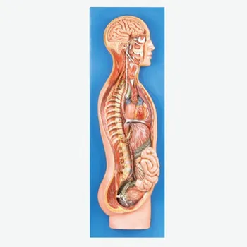 

Sympathetic nervous system model Human nervous system Medical teaching simulation model 67*20.5*7.5cm