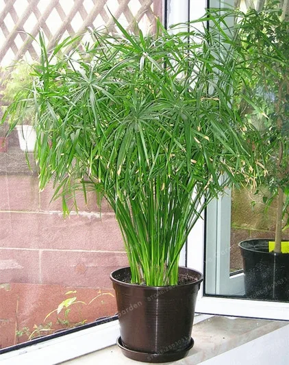 Cyperus Alternifolius зонтик завод Бонсай завод DIY домашний сад бонсай красота дома Гидропоника завод бонсай 50 шт