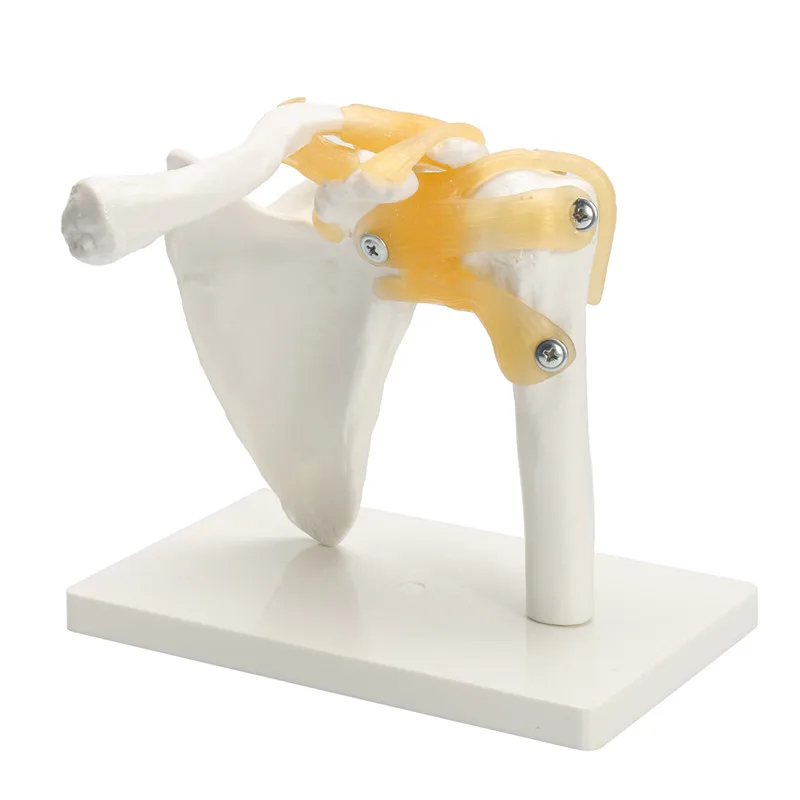 

Life Size Anatomical Functional Human Shoulder Joint Teaching Flexible Model