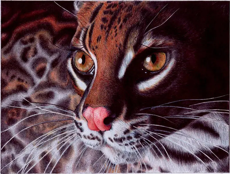 margay_cat___bic_ballpoint_pen_by_vianaarts_d4nafol-fullview
