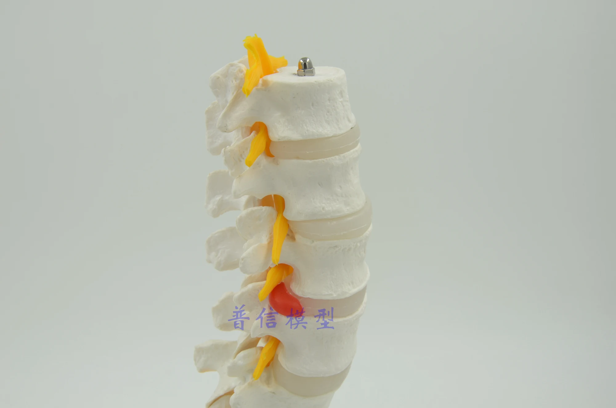 Человеческая поясница позвоночника модель спинномозговые нервы пять секций поясничного скелета модель для больницы, для школы обучение медицине