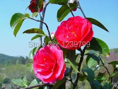 Macetas macetas semillas de flor camelias rojas semillas camellia semillas  del árbol Bonsai plantas semillas para el hogar casa y jardín|seed  spitting|pots pbxpot vase - AliExpress