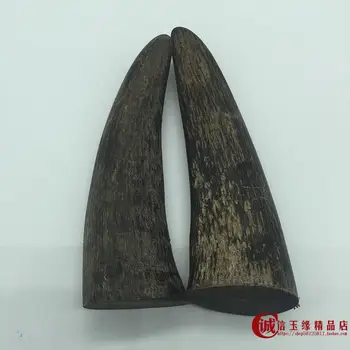 

Natural domesticated yak horn tip raw material