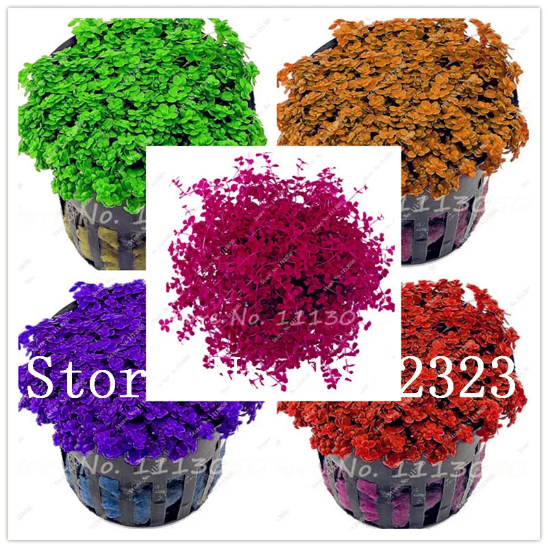 

500 Pcs Aquarium Plant bonsai Mixed Water Grasses Random Aquatic Plant Grass bonsai Water Grass Indoor Beautifying Potted Plant
