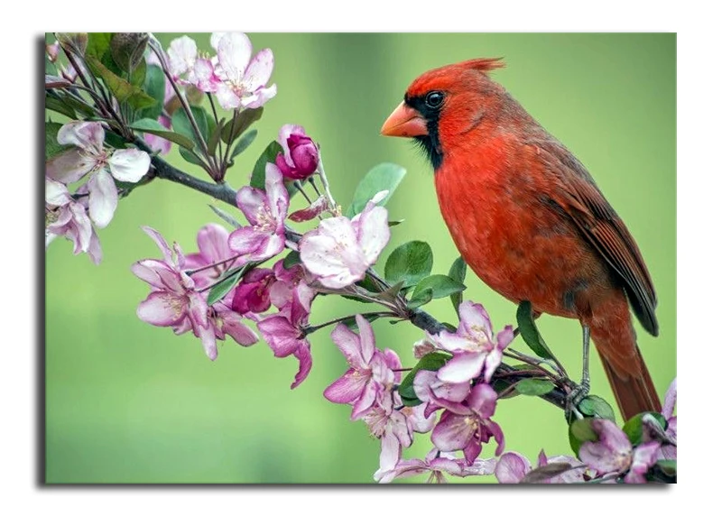 950403-beautiful-red-bird-wallpaper-2048x1367-full-hd