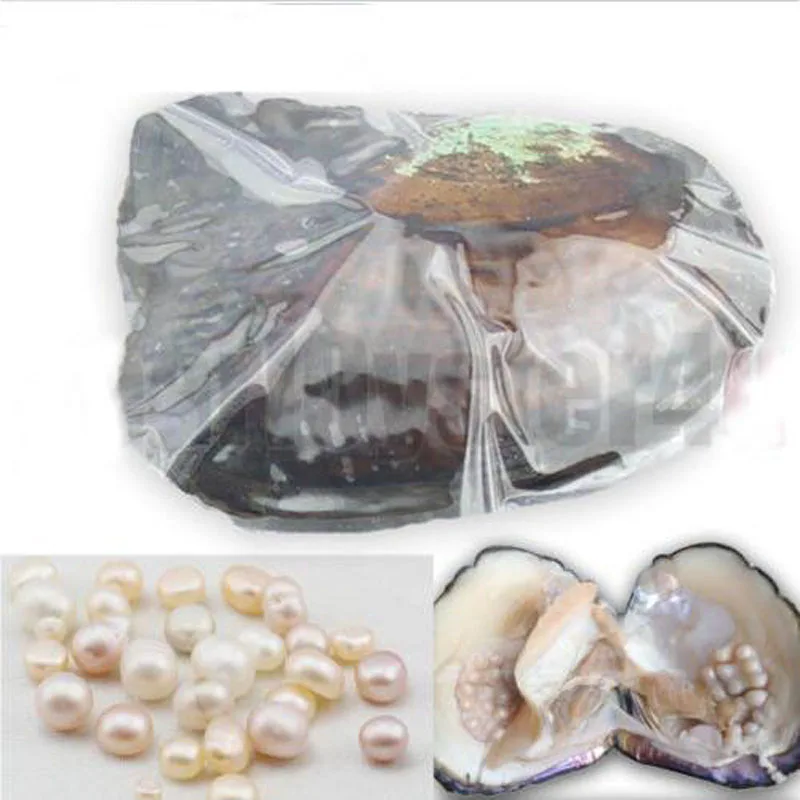 

Big Monster Freshwater Oyster, 20-30 Natural Pearls inside Oyster Vacuum Packed, 6-10 Years, Best Christmas Gifts PJW157