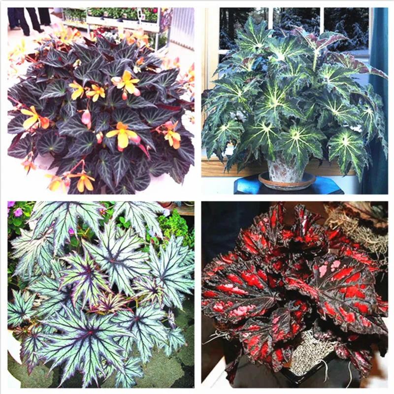 

120pcs/bag beautiful Begonia,rare begonia seeds bonsai flower seeds flowers potted begonia plants for garden balcony Coleus seed