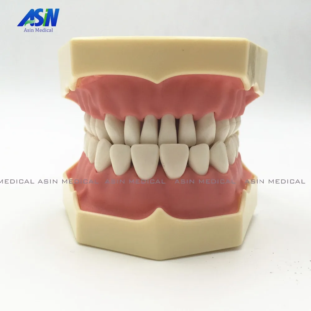 Good quality Dental Soft Gum Teeth Model with tougneTypodont w/ 32 Removable Teeth NISSIN 200 Compatible Good quality Dental Soft Gum Teeth Model with tougneTypodont w/ 32 Removable Teeth NISSIN 200 Compatible