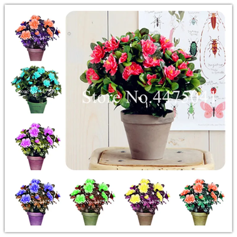 

100 Pcs Rainbow Azalea Bonsai, Indoor Tree Rhododendron Azalea Iggy Azalea Flower Looks Like Sakura Japanese Cherry Blooms Potte