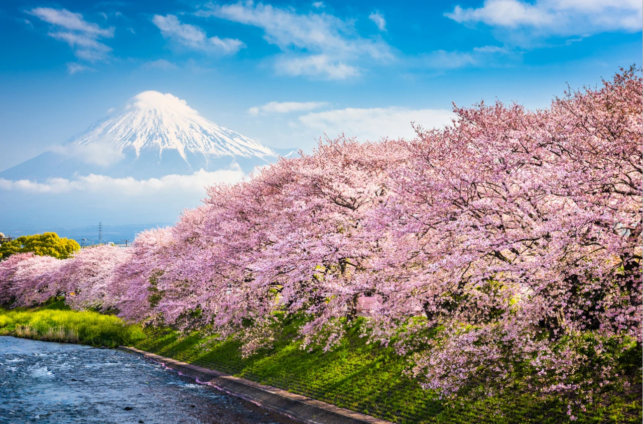 Ms Cherry Blossom