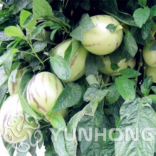 

China 50 pcs Herb Ginseng Fruit Bonsai Plant Tree plant Vegetables Ornamental Funny Bonsai For Home & Garden Delicious Fruits