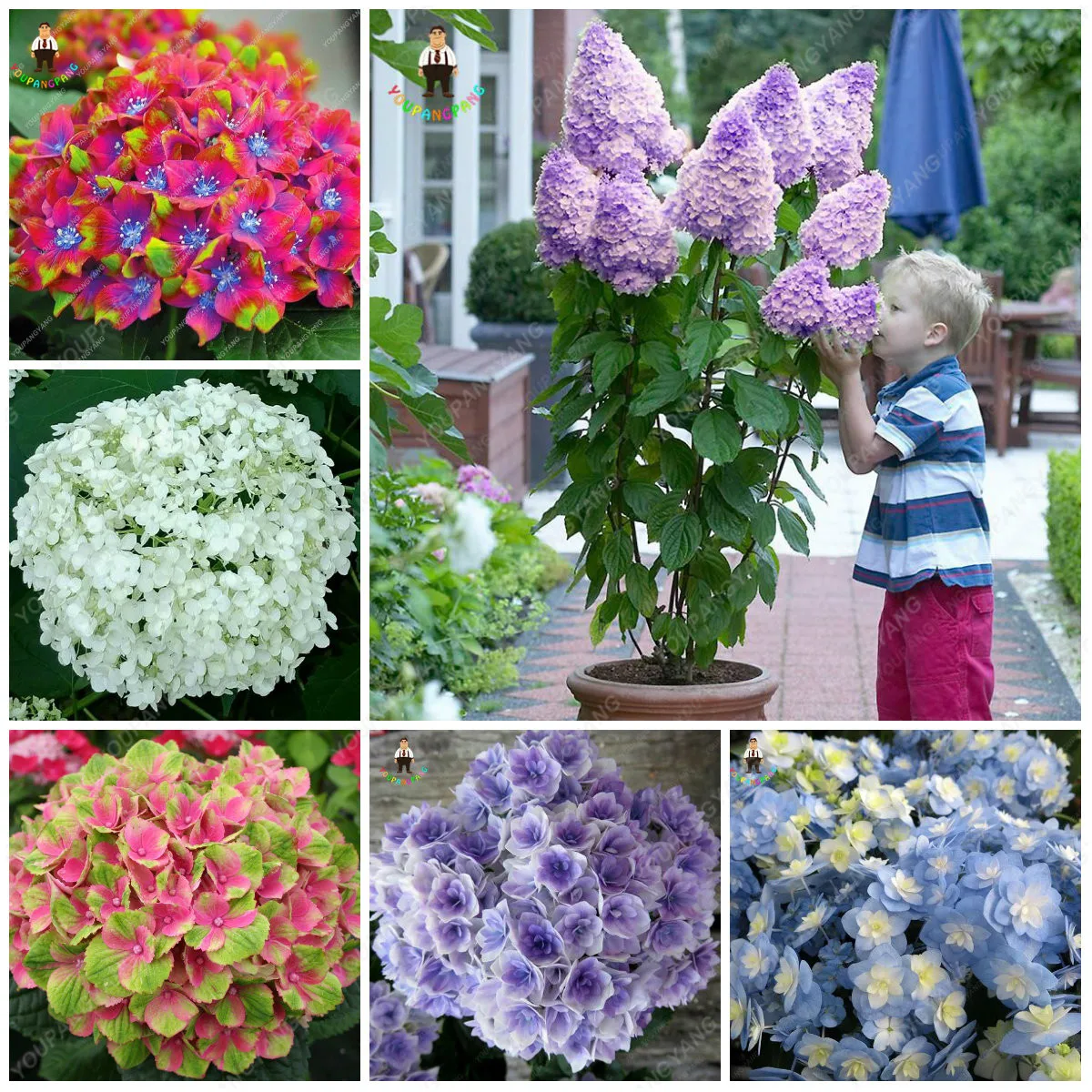 20 шт цветные гортензии бонсай красивые многоцветные горшечные растения великолепные балконы цветы с цветочным растения для дома и сада