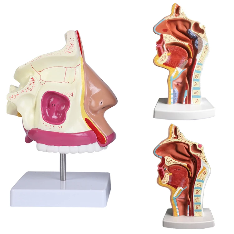 

19003 Human Nasal Cavity Anatomical Models