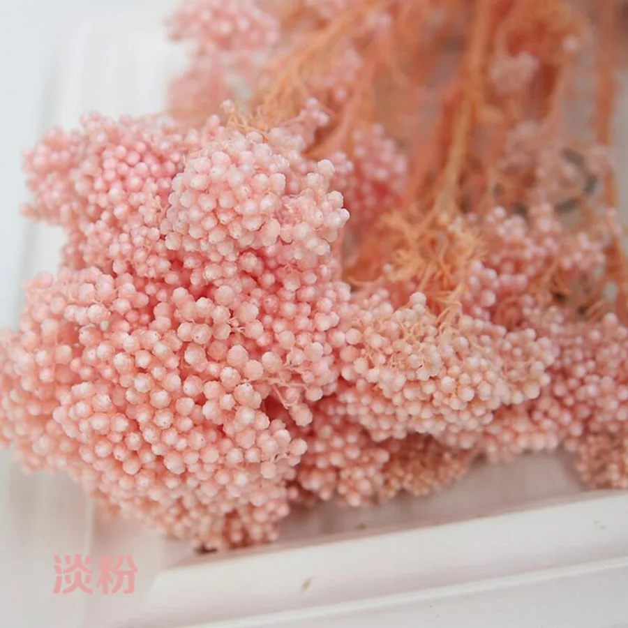 永生米花(爱考拉电子)-淡粉
