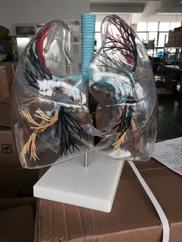

BIX-A1058 Transparent Lung Segment Anatomical Model WBW246