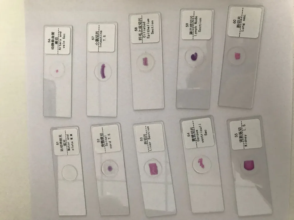 prepared microscope slides (3)