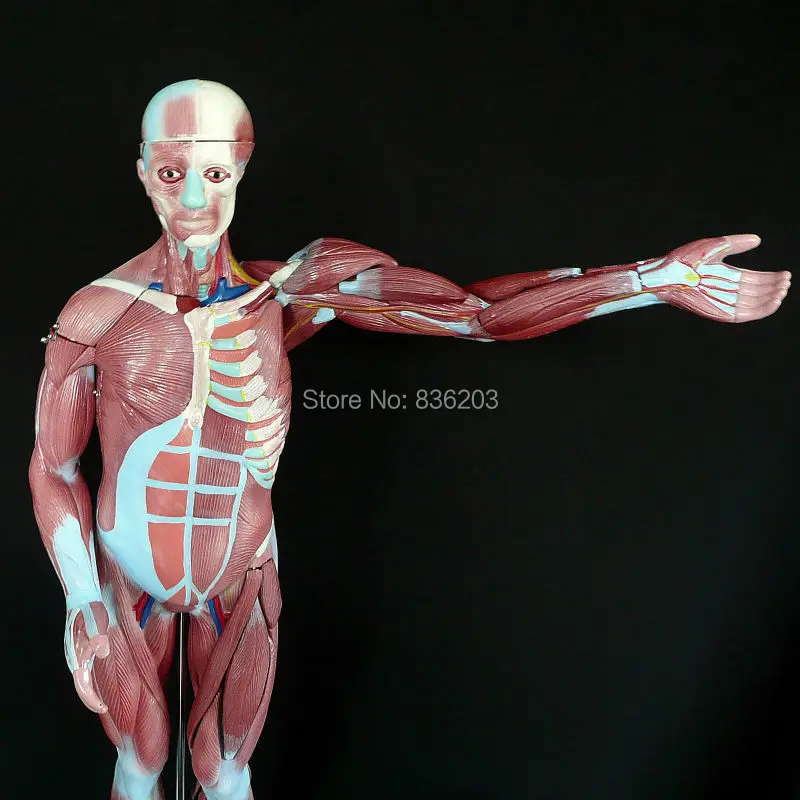 人間の筋肉図skeletmodel 27 Part 1 2ライフサイズ脳スケルトン用ガム楽しいで影歯科インプラント価格で外傷 Human Skeleton Life Size Human Skeletonbrain Human Aliexpress 人間の筋肉図skeletmodel 27 Part 1 2ライフサイズ脳スケルトン用ガム楽しいで影歯科インプラント価格で外傷 Human Skeleton Life Size Human Skeletonbrain Human Aliexpress