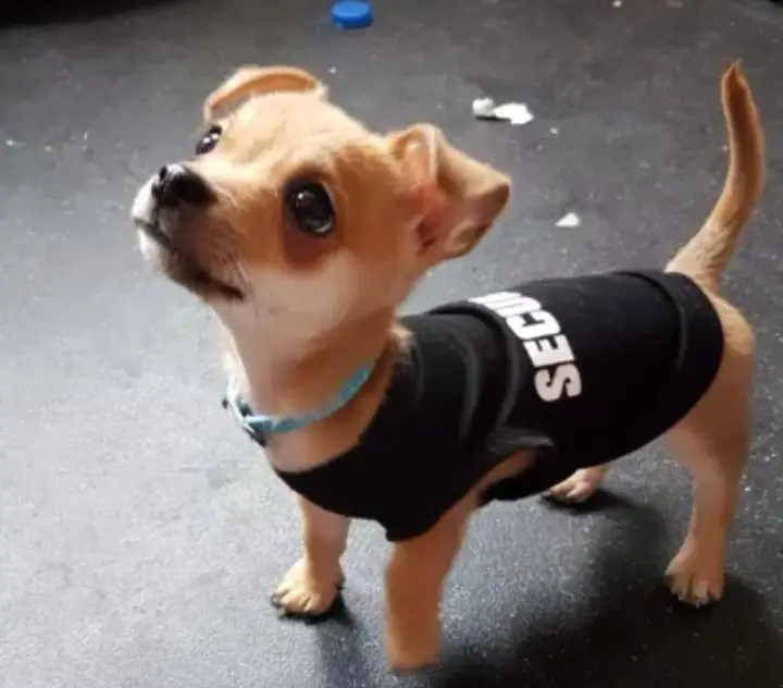 Fashion Chihuahua Pet Security Dog Clothes Puppy Vest Black With White