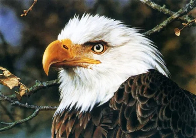 мельхиор де хондекутер художник. голубой ара (cyanopsitta spixii). птица тупик пуффин. самые известные птицы. синий попугай гиацинтовый ара.