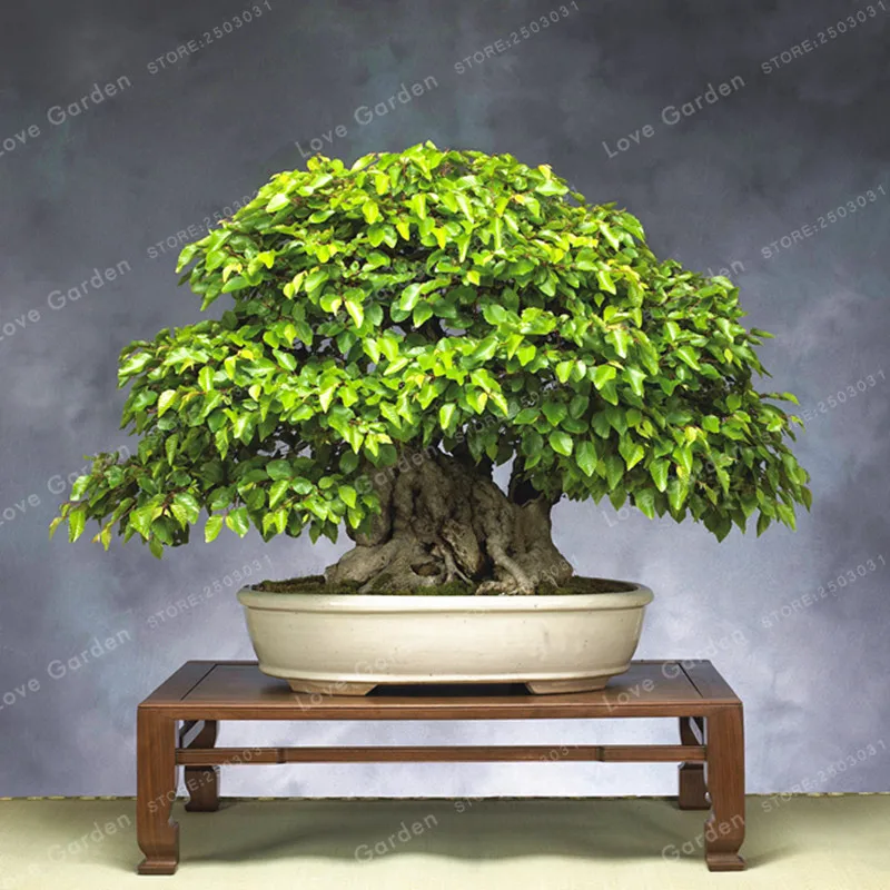 

Korean Hornbeam Tree Bonsai Very Beautiful Mini Bonsai Sprout 95% For Home Garden Tree Bonsai 50 PCS/Bag Potted plant