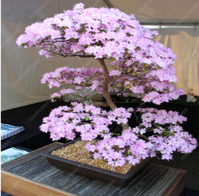 10pcs Anese Sakura Plants Rare Cherry Blossoms Flowers 10pcs Anese Sakura Plants Rare Cherry Blossoms Flowers In Bonsai Diy Home Garden Mini From On