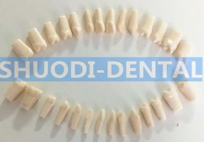 

100% High Quality Model Dental Universal Plate Type Removable Teeth