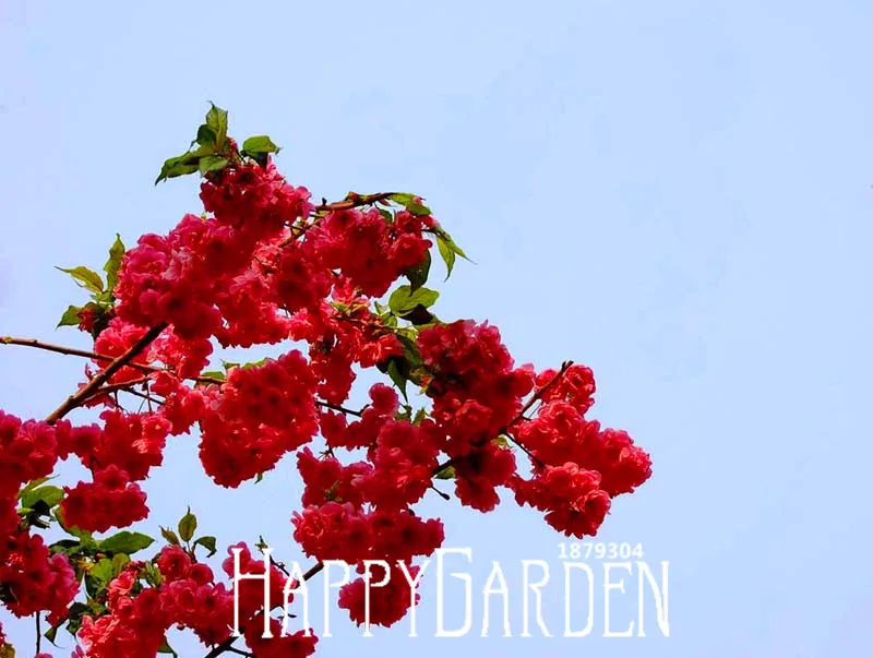 10 шт./лот, красные японские вишни, растения, сад во дворе, бонсай, дерево Флорес, маленькая Сакура, растения, смешанные цвета