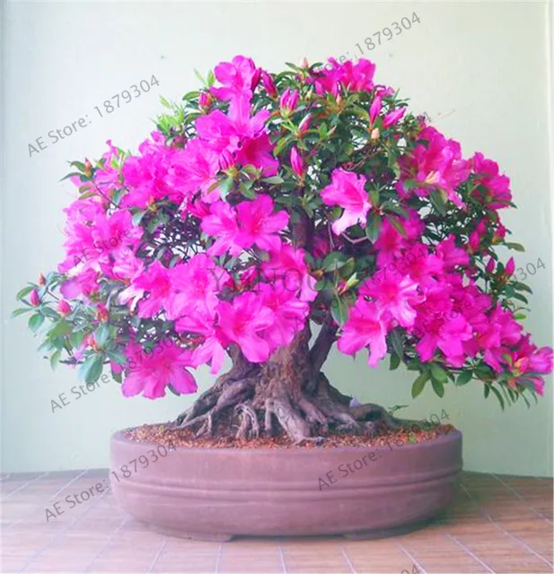 109 pcs/bag Japanese Rhododendron Azalea Flower flores