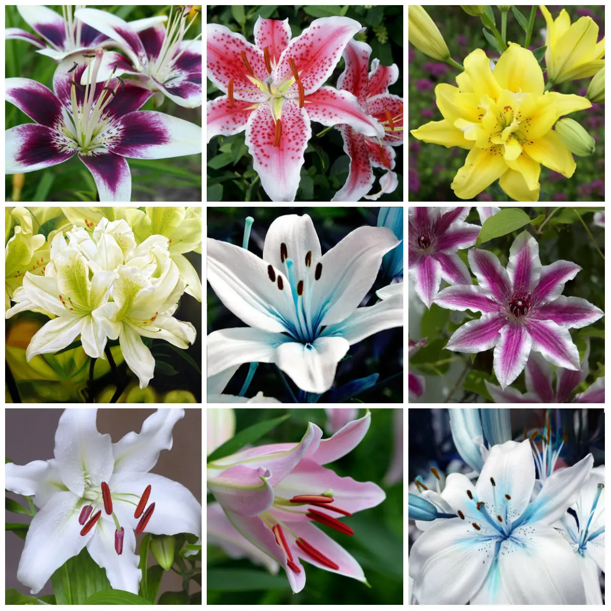

100pcs rare lily plants beautiful rainbow lily garden flowers plantas para jardin bonsai tree for garden decoration