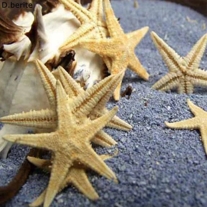 100 Mini Tự Nhien Sao Biển Vỏ Bai Biển Biển Ngoi Sao Phong Cảnh Tự Lam đồ Thủ Cong Lam Trang Tri Chuc Binh Micro Trang Tri Yyy96 Shells Starfishes Aliexpress