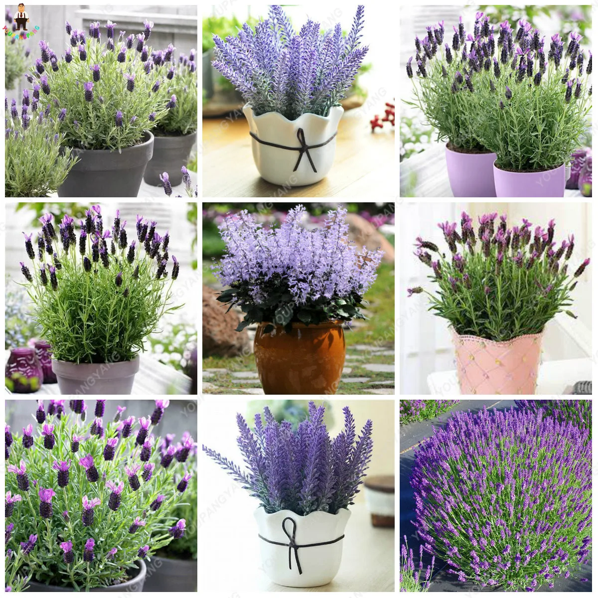 100pcs Lavender Bonsai Imported Vanilla Beautiful Flower Outdoor Plants