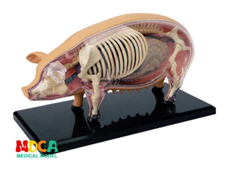 

Fashion Educational Designer Toys 4D Animals Puzzle Master Simulation DIY Anatomical model for Children mkd3 Pig SOW