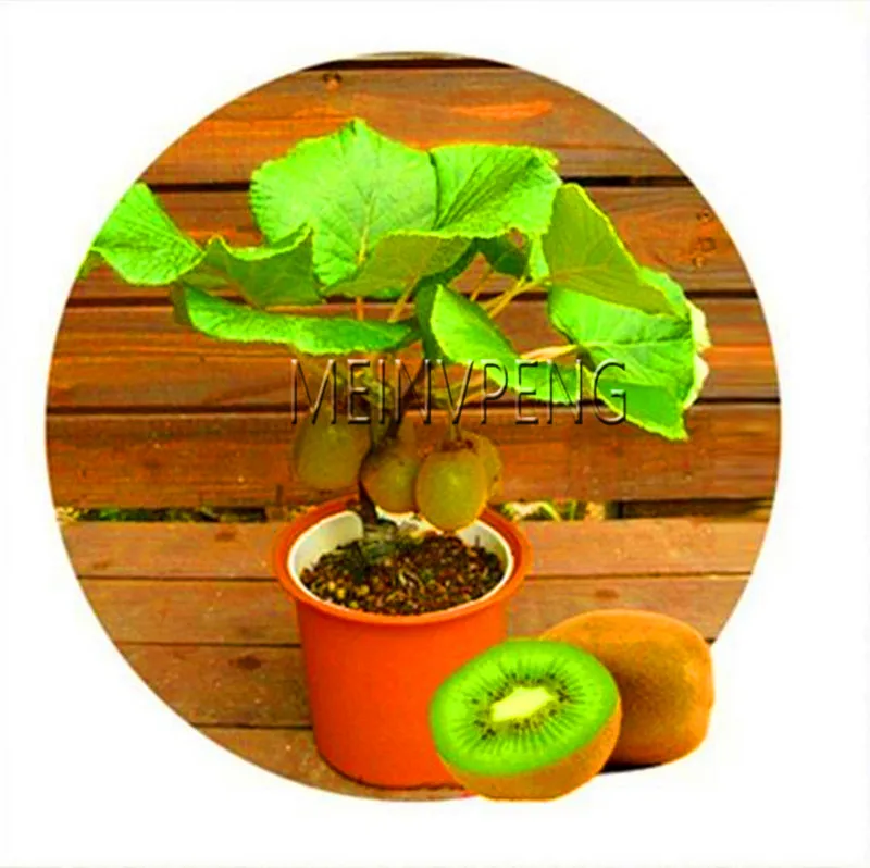 New Arrival!4 kind fruit,bonsai fruit tree bonsai,vegetable and fruit garden plant Delicious apple orange kiwi cherry total New Arrival!4 kind fruit,bonsai fruit tree bonsai,vegetable and fruit garden plant Delicious apple orange kiwi cherry total