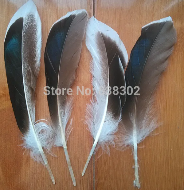 20pcs 10 14cm natrual real Pheasant DUCK plume bulk feather sale for ...