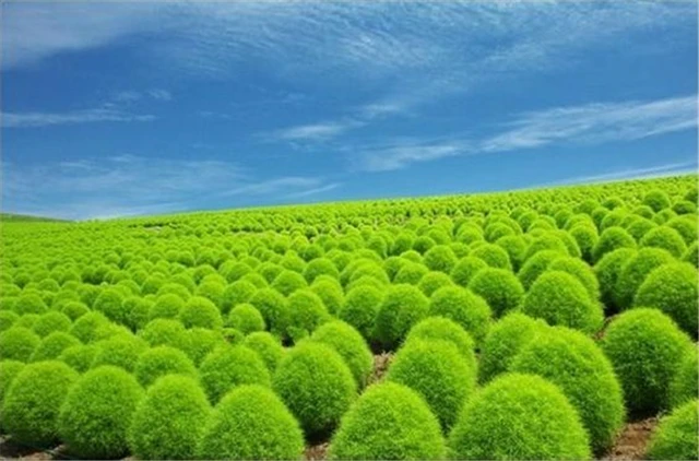 Grass Burning Bush Kochia Scoparia Seeds, 200pcs/pack