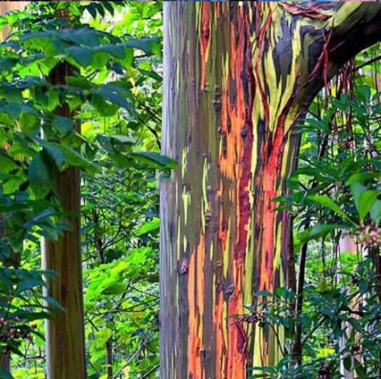 ZLKING RAINBOW TREE Wood (Eucalyptus deglupta) Mindanao Gum 100 Bonsai