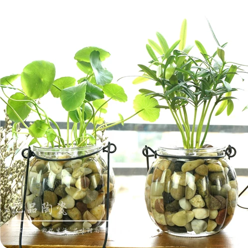 Aquaponic net pots How to Grow Jalapeno Peppers Indoors With Hydroponics