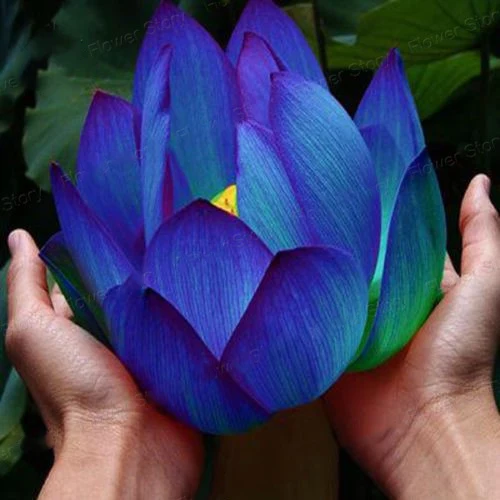 5 Blue Sapphire Lotus Flower Seeds ,Rare Color, Perfect Yard Plant