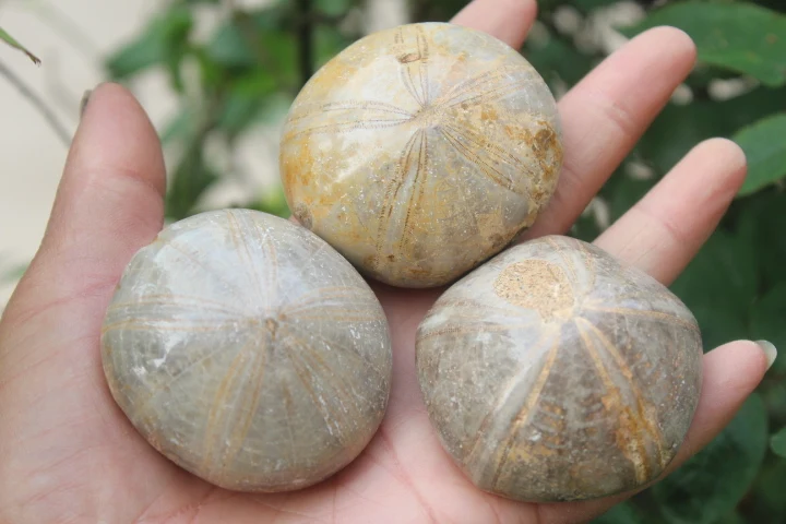

NATURAL Sea Urchin Fossil