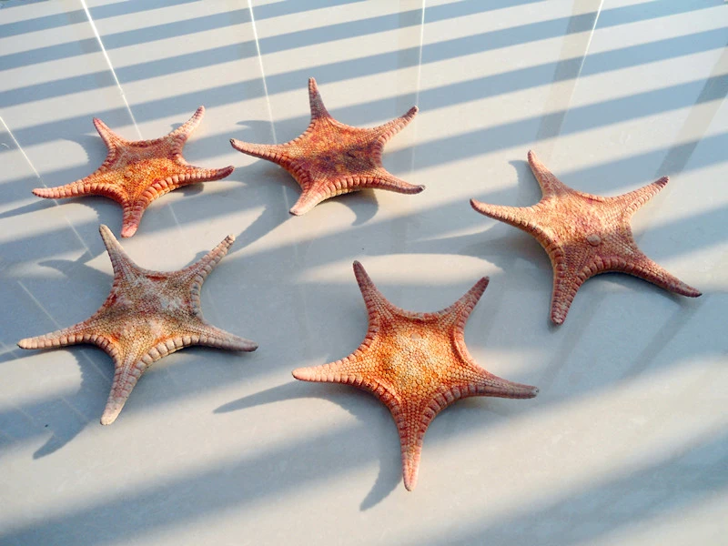HappyKiss The deep small starfish Red sea star Flat высушенные особи реквизит для фотосъемки с пятью