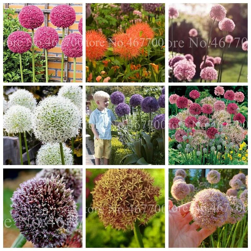 

200 pcs/ bag Colorful Allium Giganteum Bonsai Outdoor Charming Potted Onion Flower Plant For Garden Ornaments Courtyard Planting