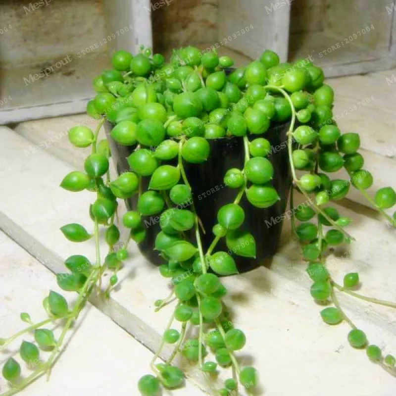 

Rare Pearl Beads Senecio Rowleyanus Bonsai Pearl Chlorophytum Succulent Plants Bonsai Pots Plants Anti Radiation 100 Bonsai/bag