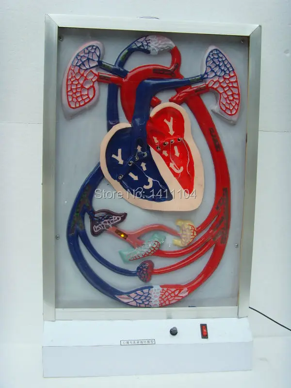 

Free shipping&Electric model of heart beat and blood circulation, teaching and using medical, heart model.
