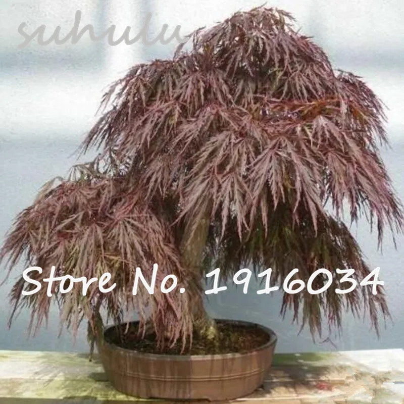 Japanse maple planten koop goedkope japanse maple planten loten ...