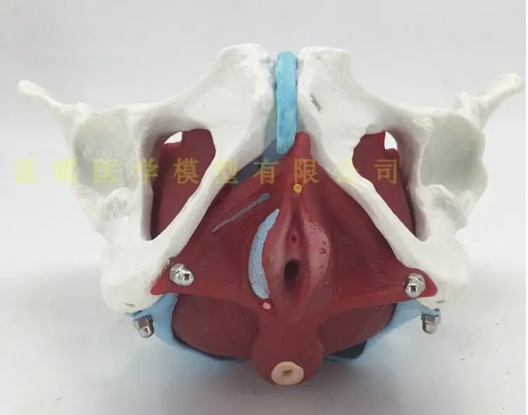 Женский Искусственный таз и таз пол модели с мускулами Анатомия человека кости спецодежда медицинская обучение образцы