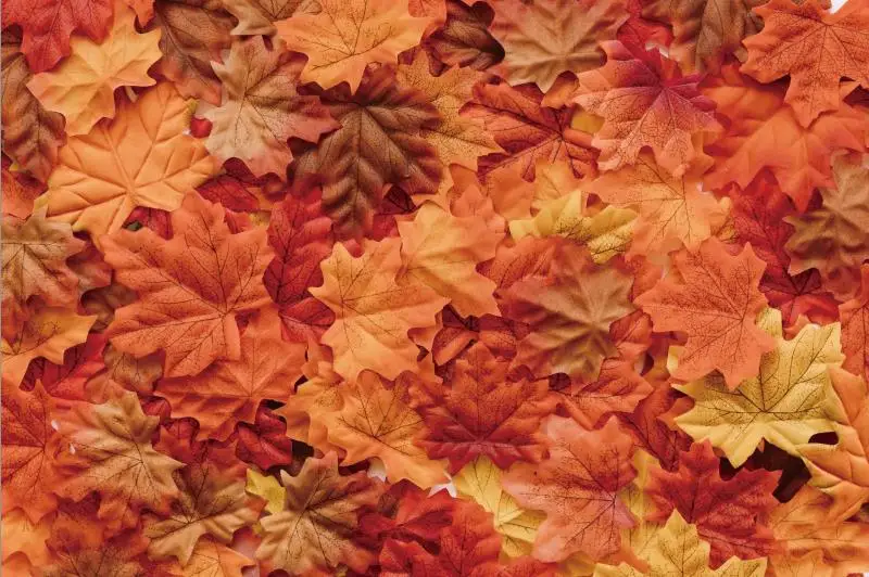 

Laeacco Autumn Backdrops Fallen Tree Leaves Maples Children Portrait Pattern Photographic Backgrounds Photocall Photo Studio