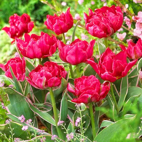 10 Pcs Tulip Bonsai Tulip Flower Beautiful Tulipanes Flower Plant For Garden plants(Not Tulip Bulbs ) Flower Symbolizes Love 10 Pcs Tulip Bonsai Tulip Flower Beautiful Tulipanes Flower Plant For Garden plants(Not Tulip Bulbs ) Flower Symbolizes Love